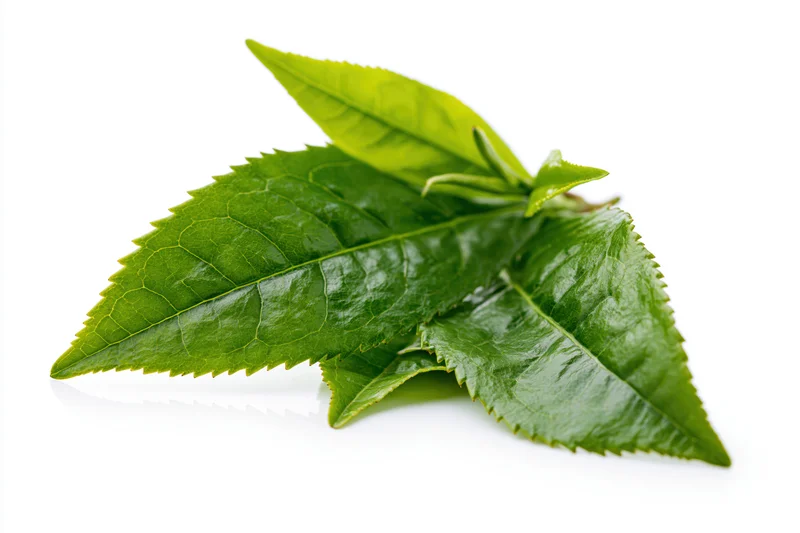 Fresh green tea leaves with serrated edges on white background