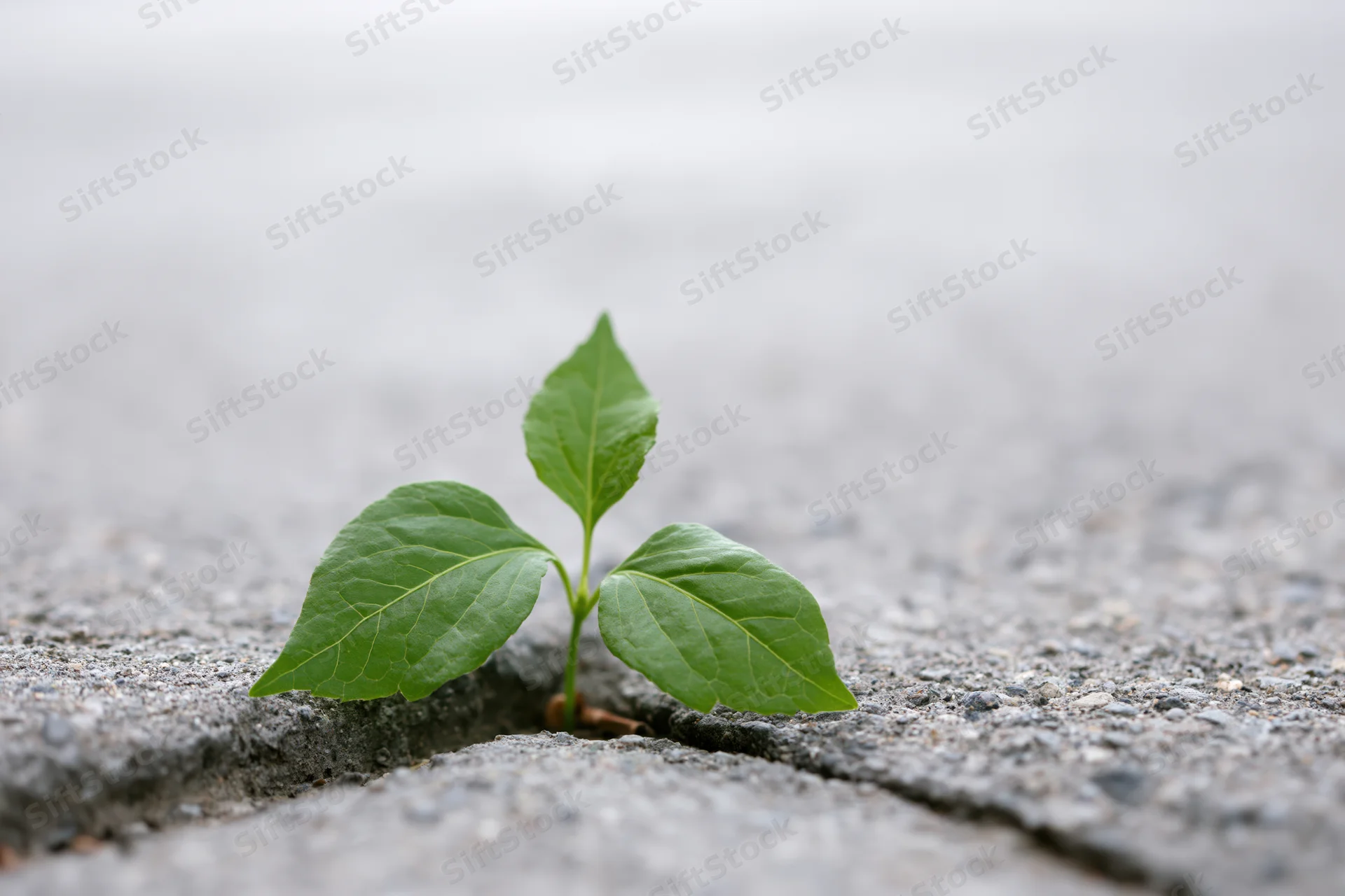 Small green seedling emerging from a crack in grey pavement