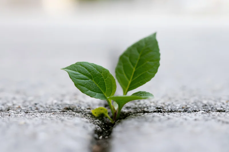Small green seedling growing through crack in grey concrete pavement
