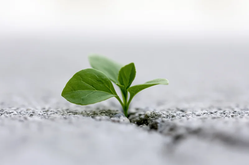 Small green seedling emerging from a crack in grey concrete pavement