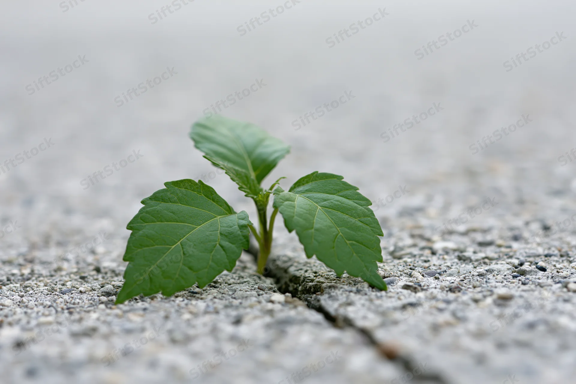 Small green seedling growing through a crack in grey concrete pavement
