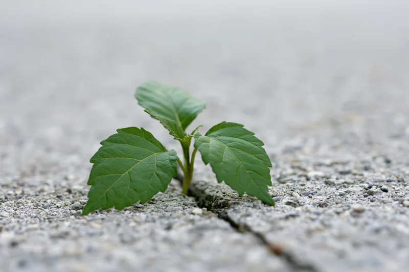 Small green seedling growing through a crack in grey concrete pavement