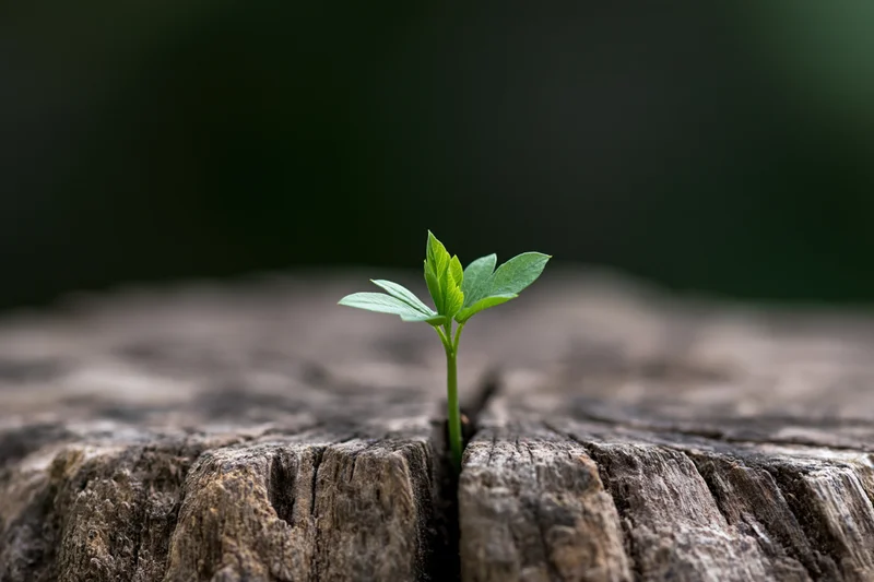 Small green seedling sprouting from a crack in a weathered tree stump