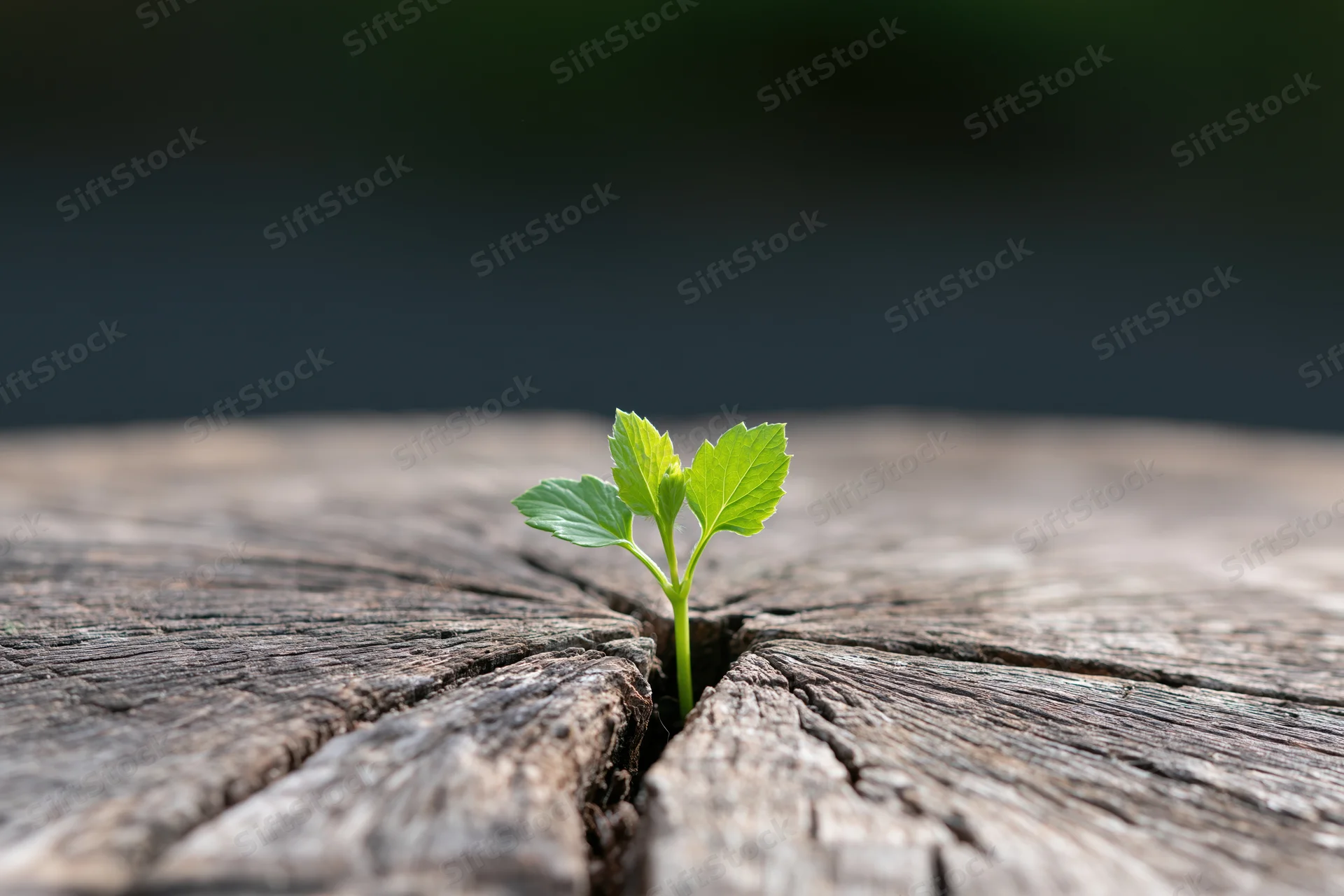 Small green seedling sprouting from a crack in weathered wood