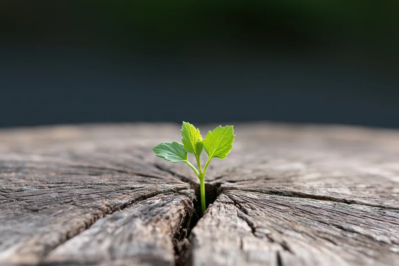 Small green seedling sprouting from a crack in weathered wood
