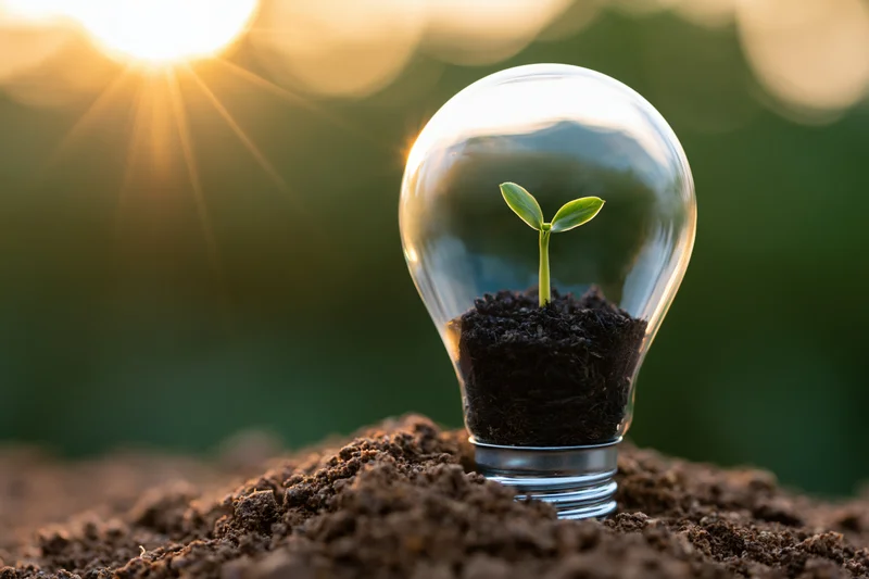 Seedling growing inside a lightbulb filled with soil, set on earth under sunlight