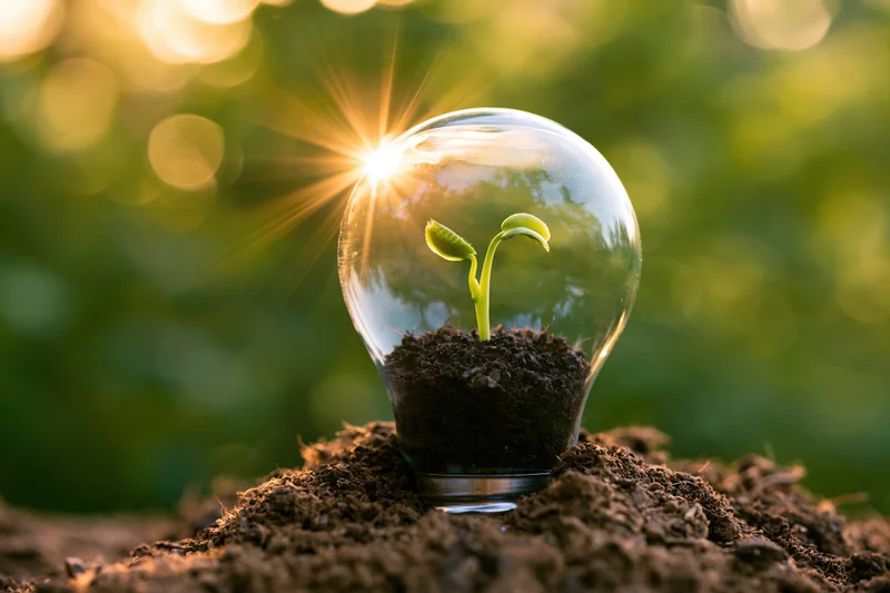 Small green seedling growing inside a clear lightbulb filled with soil, placed on a mound of earth outdoors in sunlight