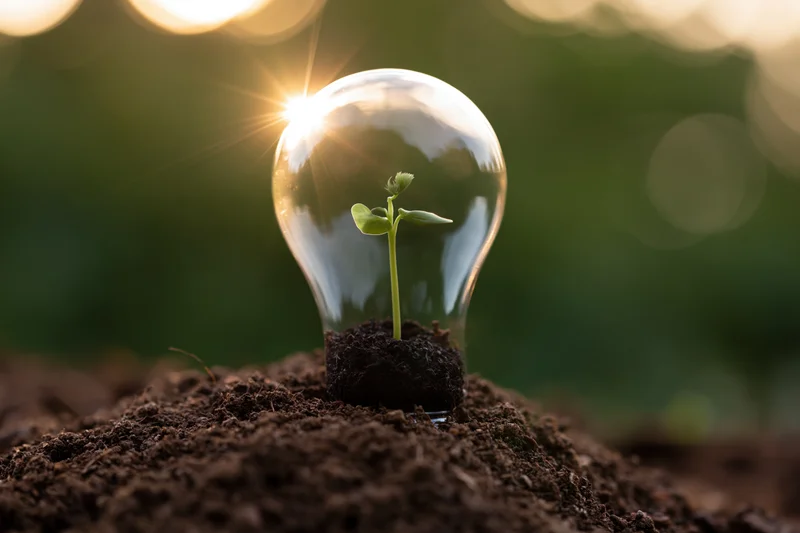 Small green seedling growing inside a transparent lightbulb embedded in soil with sunlight shining through