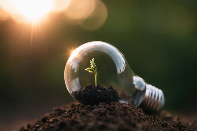 Seedling growing inside a lightbulb filled with soil, set in earth under sunlight