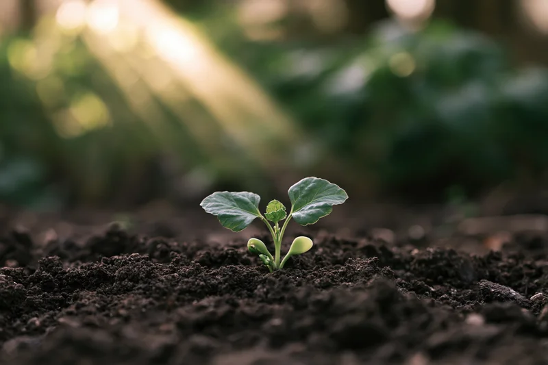 Small green seedling emerging from dark soil in a garden with sunlight filtering through trees