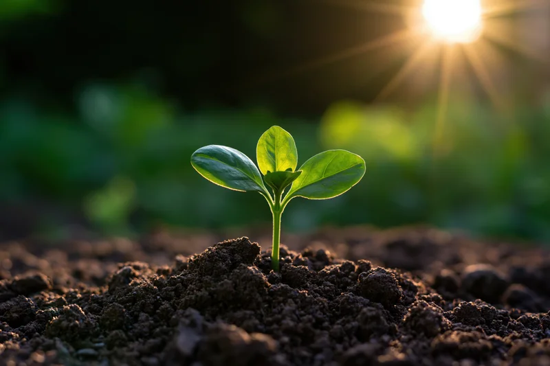 Small green seedling with four oval leaves growing from dark soil under morning sunlight