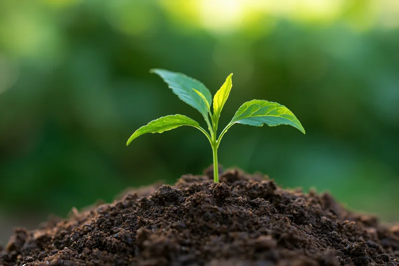 Small green seedling with four leaves emerging from dark soil in a garden setting