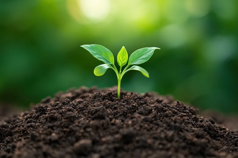 Small green seedling with four leaves emerging from dark soil in a garden setting