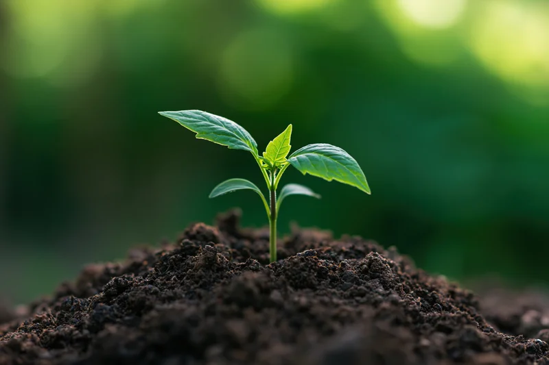 Small green seedling with four young leaves growing from a mound of dark soil in a garden setting