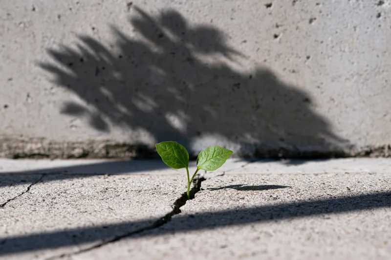 Small green seedling emerging from a crack in concrete pavement