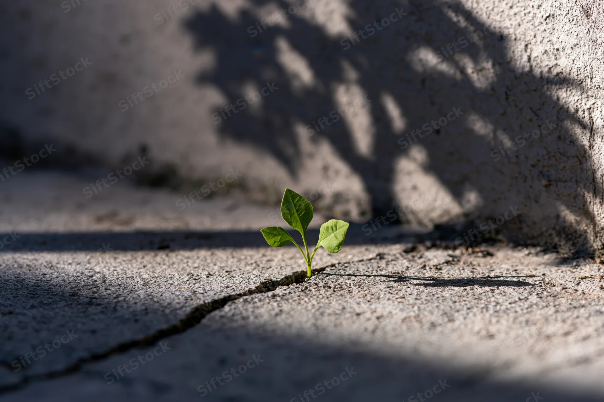 Small green seedling growing through a crack in concrete pavement