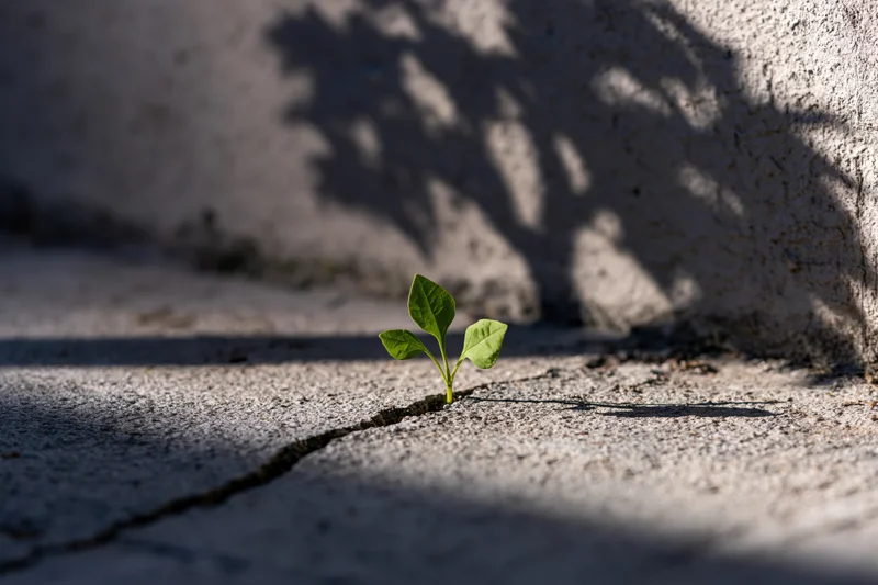 Small green seedling growing through a crack in concrete pavement