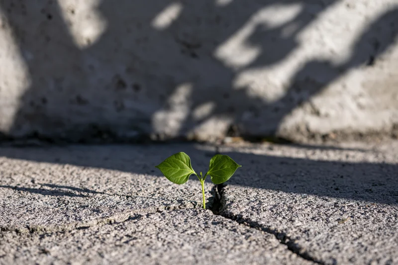 Small green seedling growing through a crack in concrete pavement