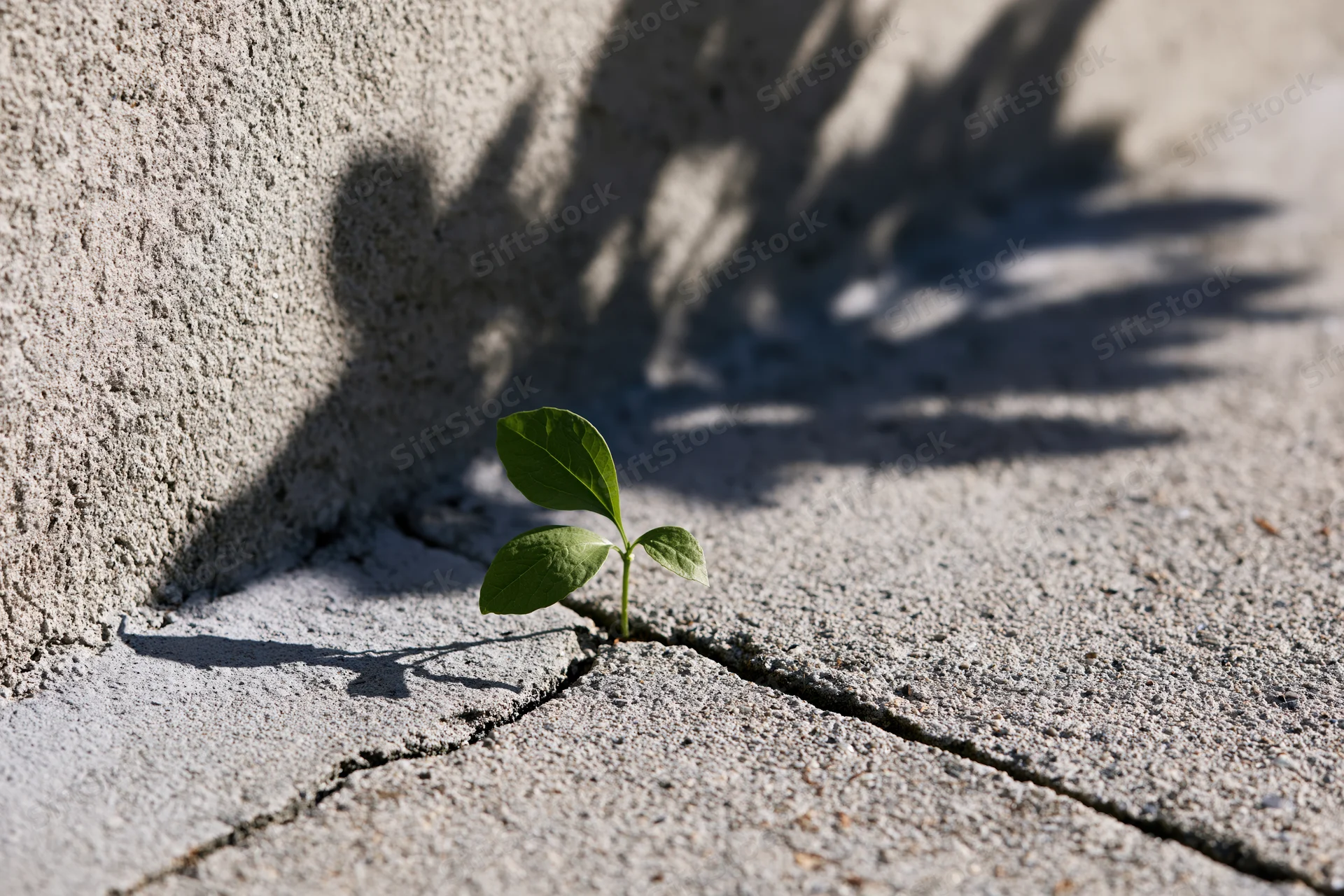 Small green seedling growing through a crack in concrete pavement