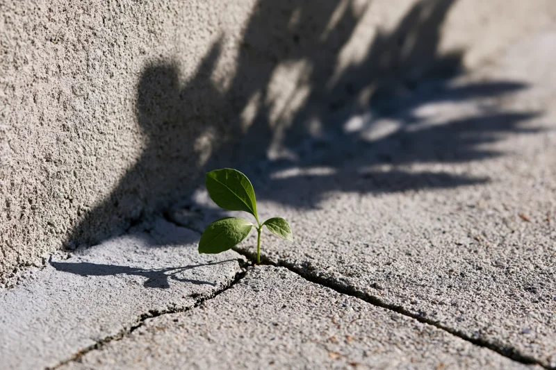 Small green seedling growing through a crack in concrete pavement