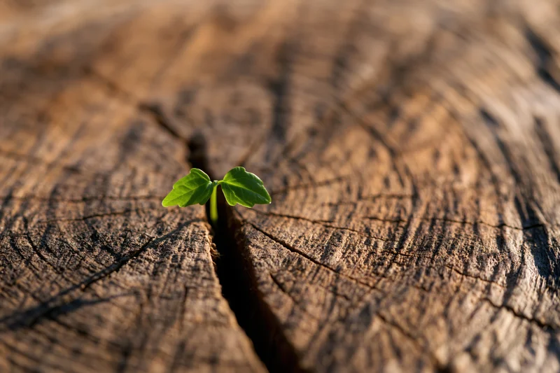 Small green seedling sprouting from a crack in a weathered tree stump