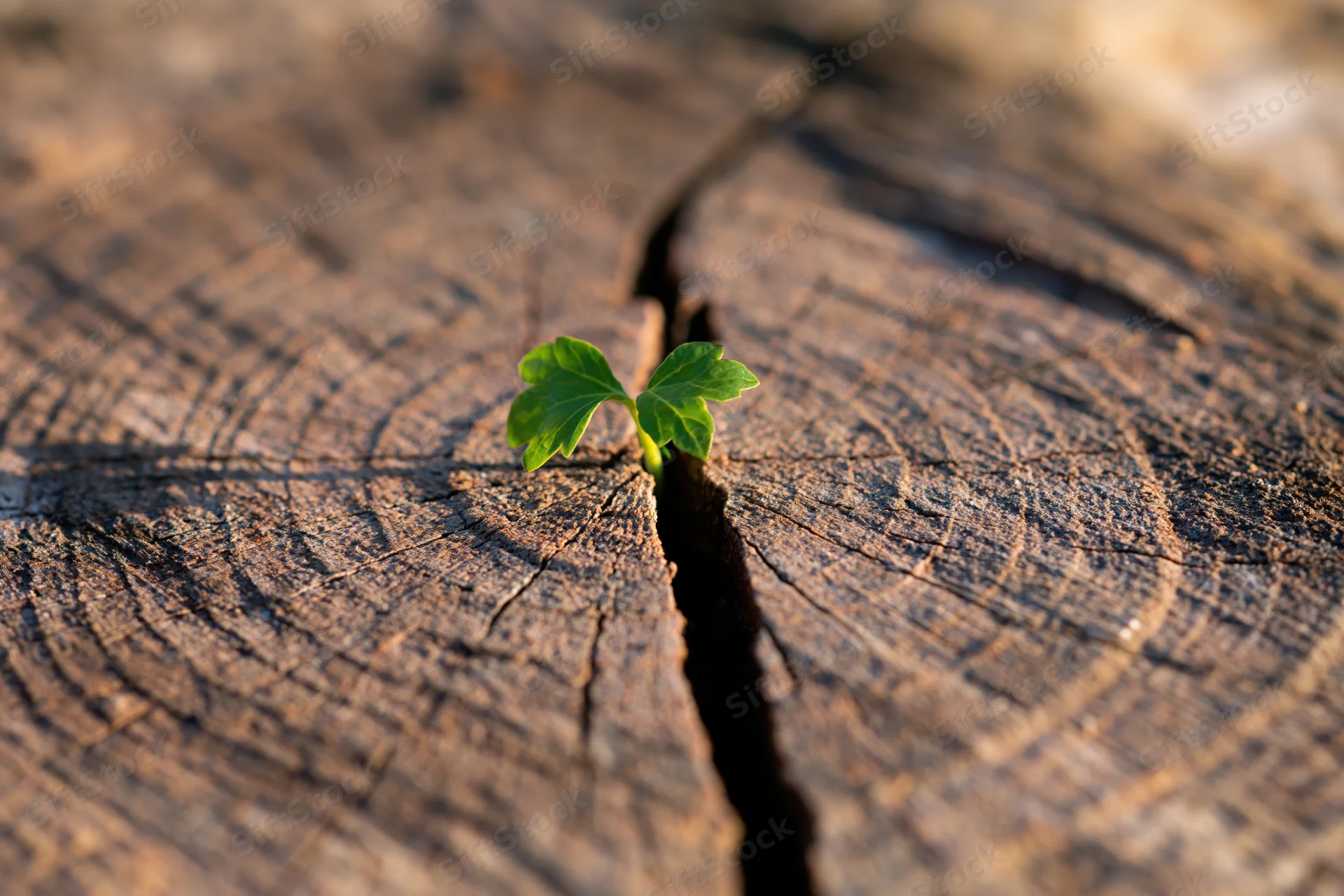 Small green seedling sprouting from a crack in weathered wood