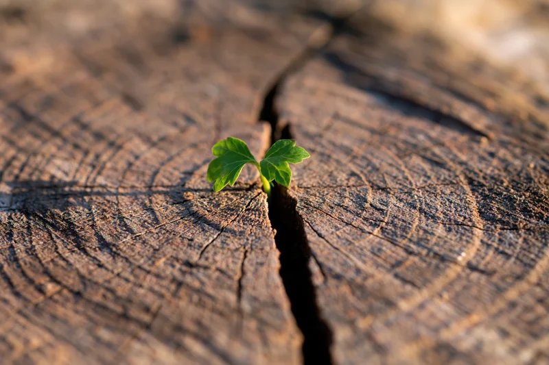 Small green seedling sprouting from a crack in weathered wood