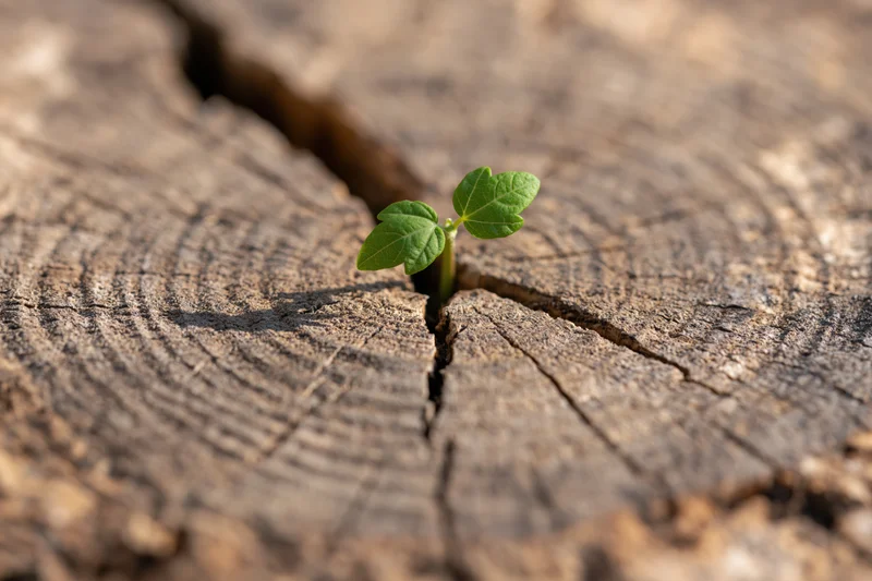 Small green seedling sprouting from a crack in a weathered tree stump