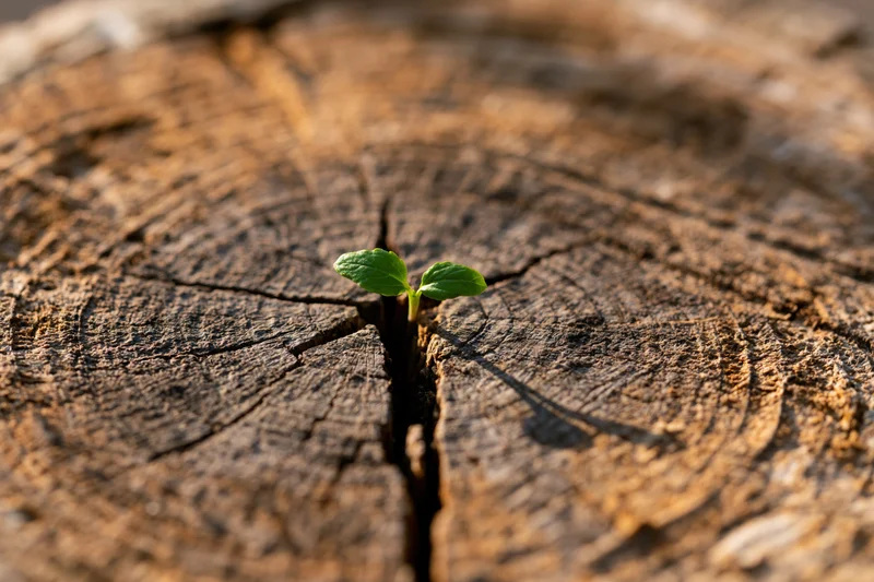 Small green seedling sprouting from a crack in a weathered tree stump