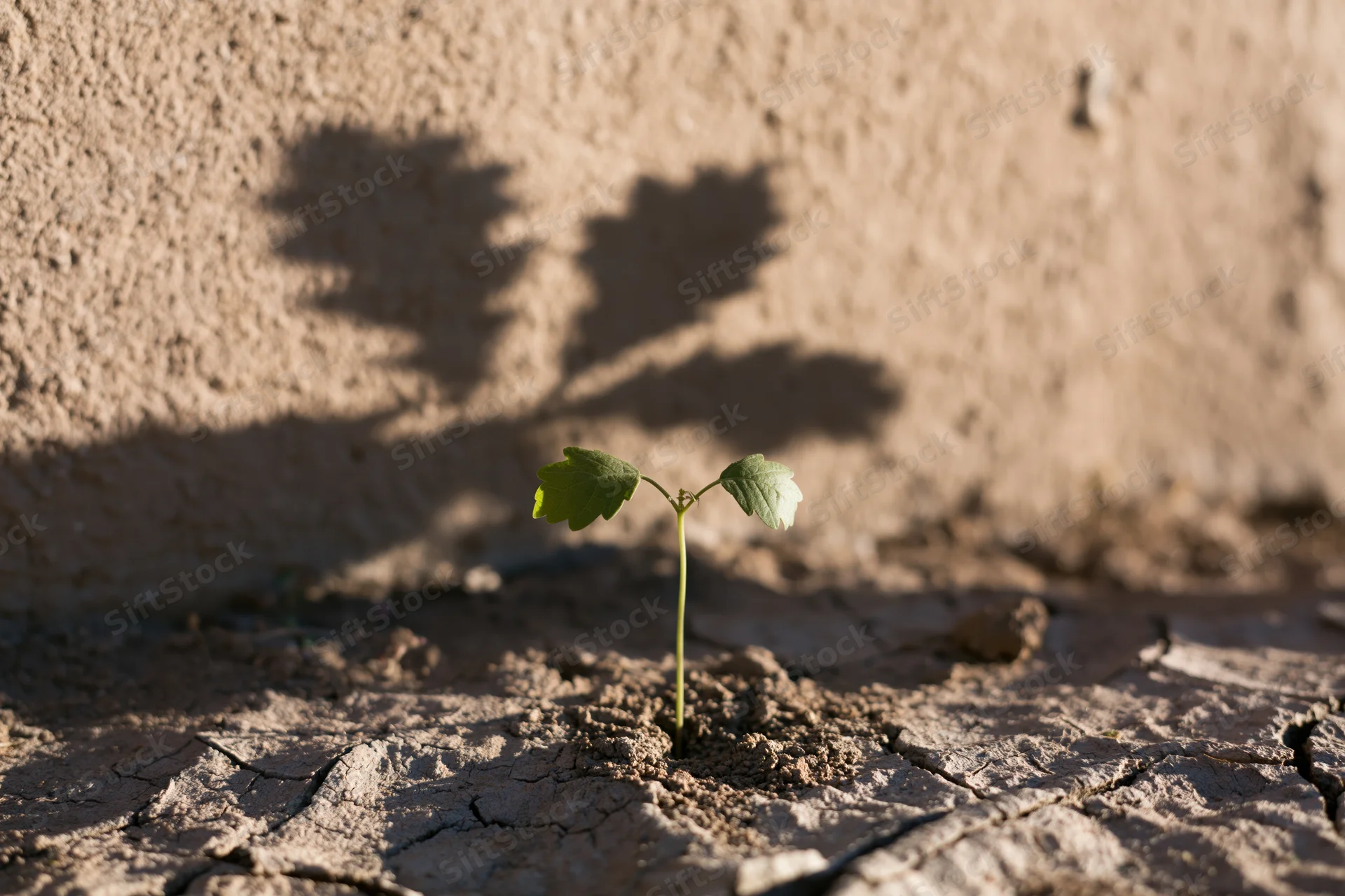 Small green seedling sprouting from cracked dry earth with shadow on wall