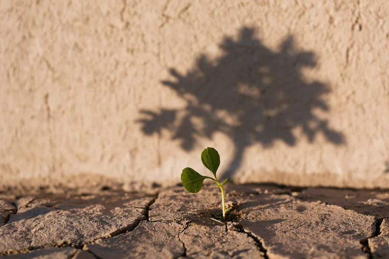 Small green seedling sprouting from cracked dry earth with shadow of tree on wall