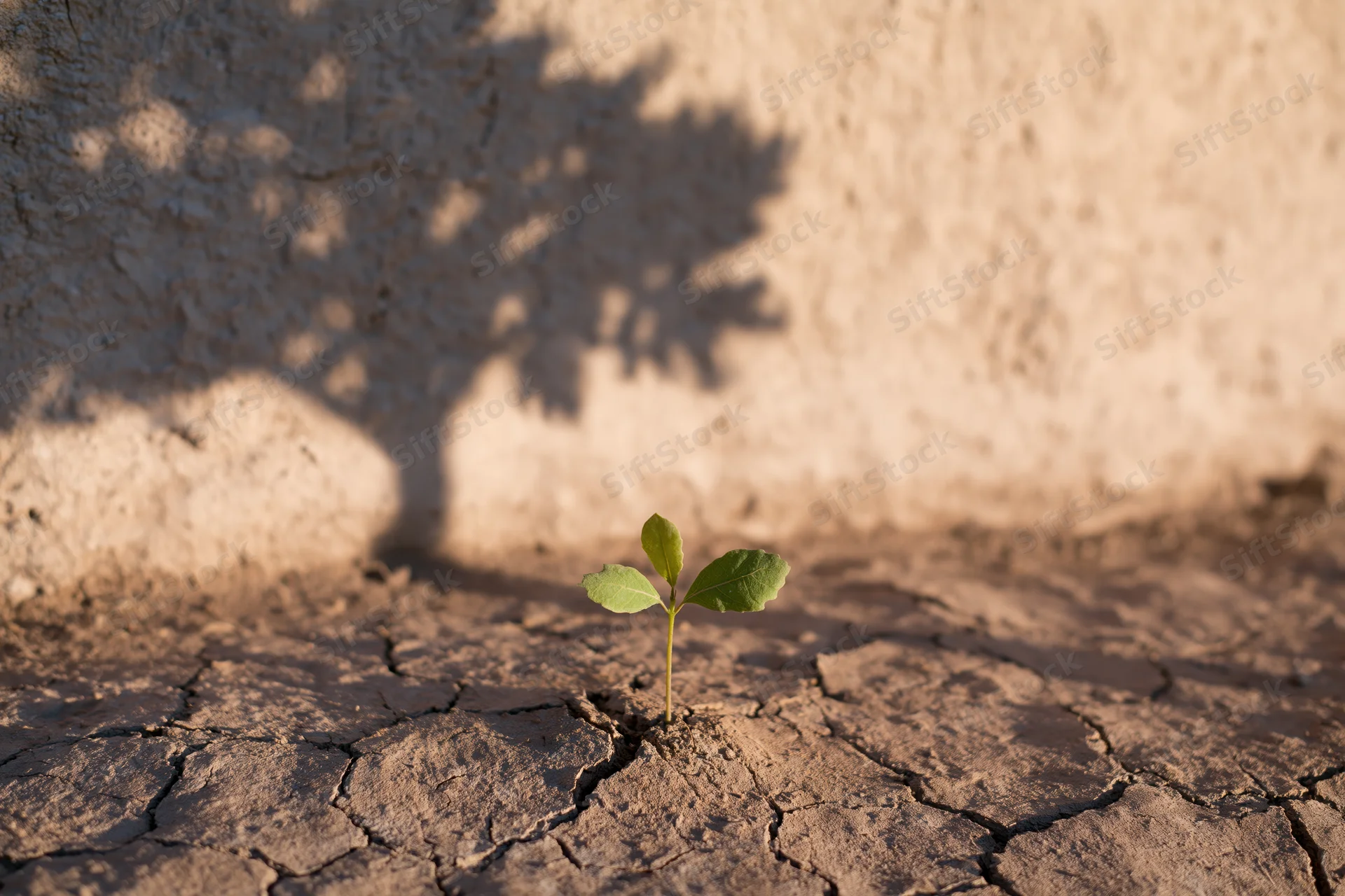 Small green seedling sprouting from cracked dry soil with tree shadow on wall