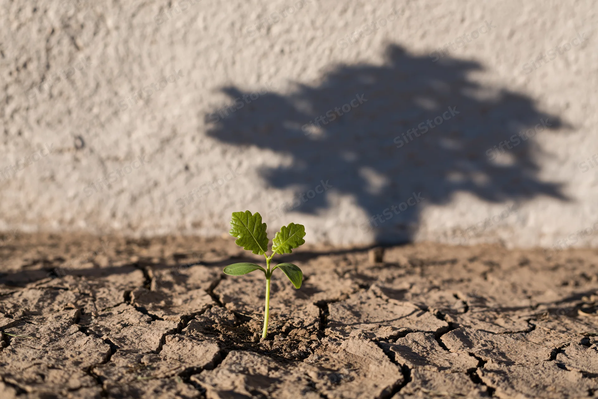 Small green seedling sprouting from cracked dry earth with shadow of a tree on a wall behind