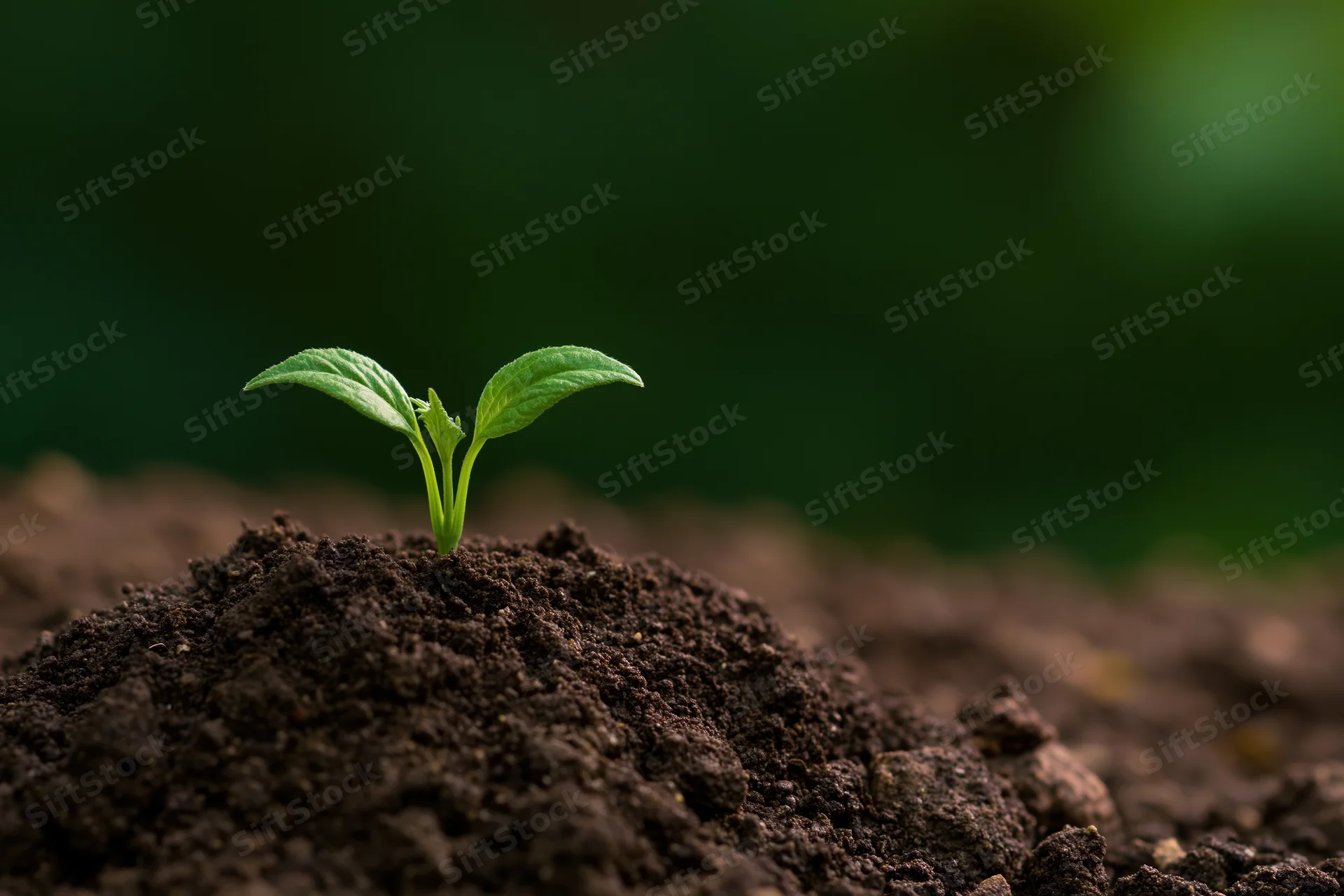 Small green seedling emerging from dark soil with two young leaves