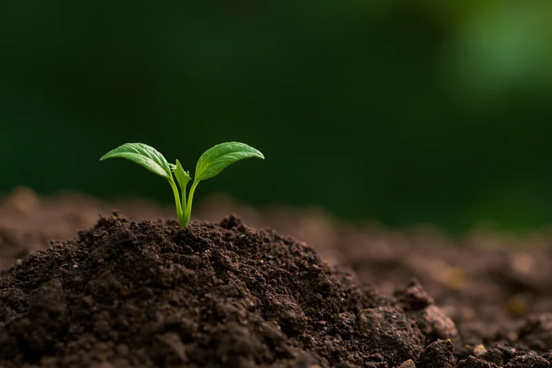 Small green seedling emerging from dark soil with two young leaves