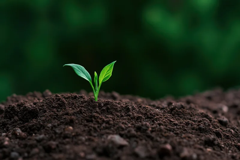 Small green seedling emerging from dark soil in a garden setting