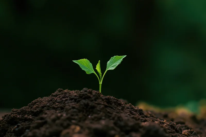 Small green seedling emerging from dark soil with blurred green background