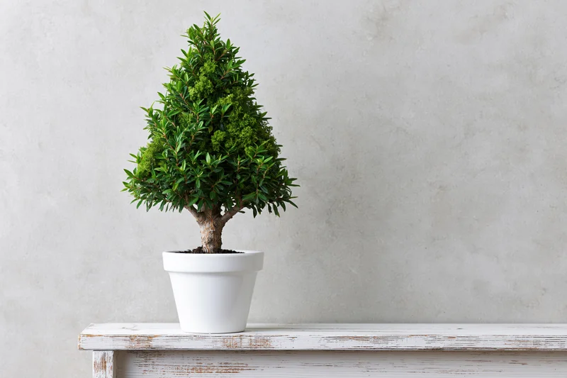 Bonsai tree shaped into a conical topiary in a white ceramic pot on a weathered wooden shelf against a plain wall