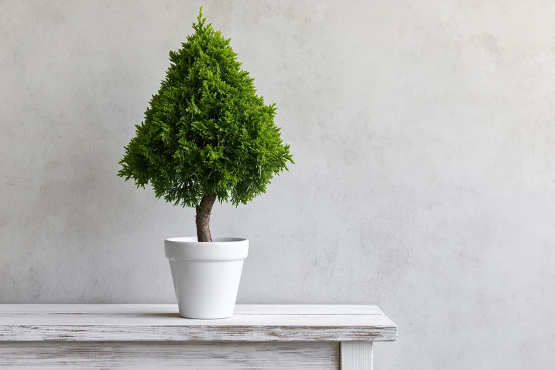 Bonsai tree shaped into a conical topiary in a white ceramic pot on a wooden shelf against a gray wall