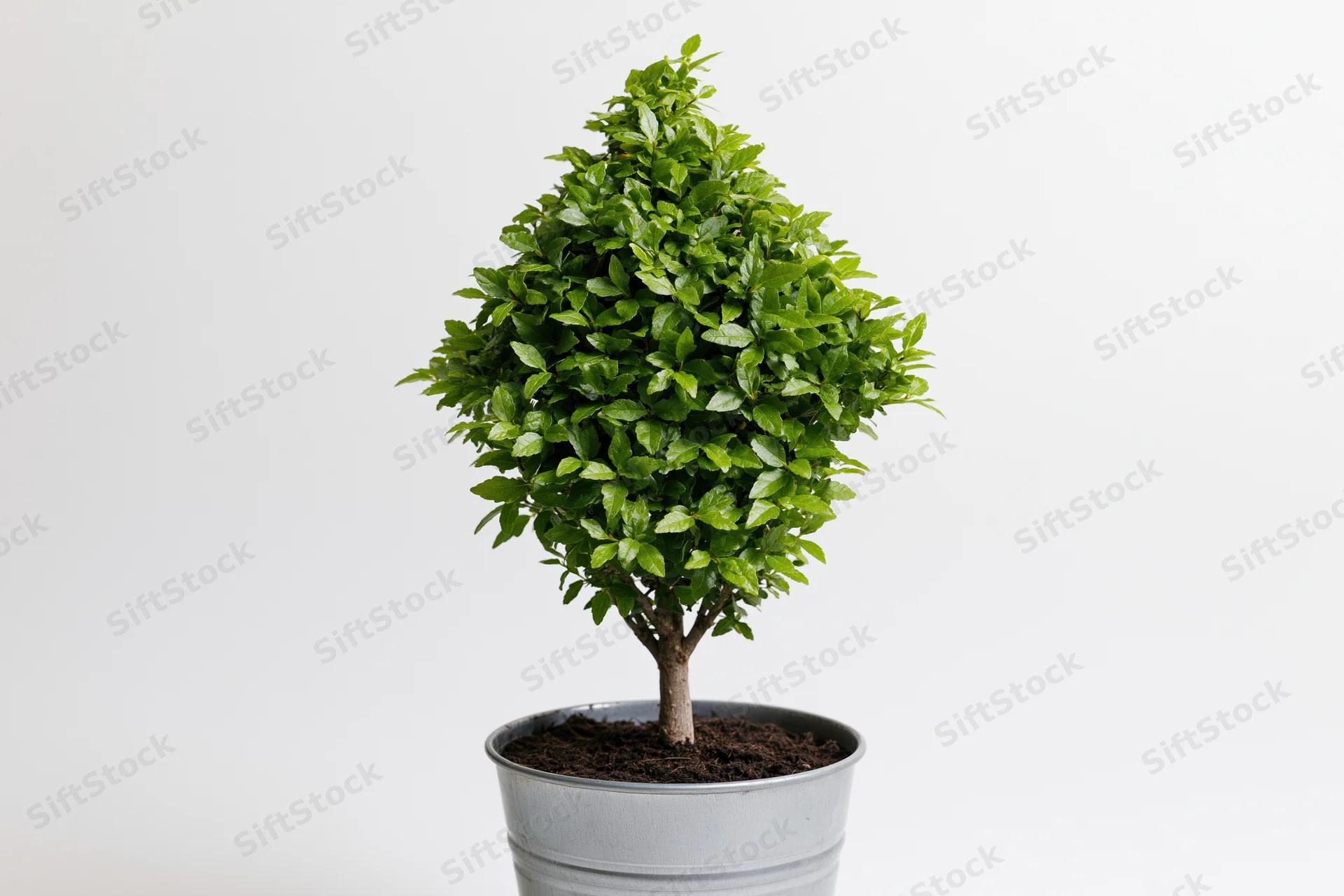 Small topiary shrub shaped like an upward-pointing arrow in a metal bucket against white background