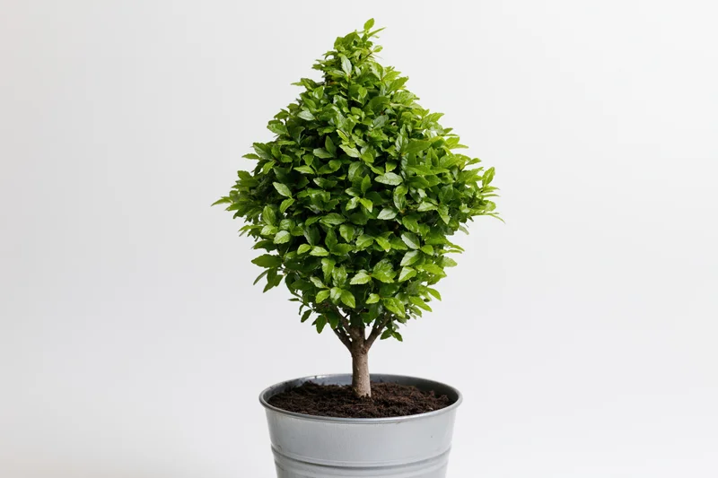 Small topiary shrub shaped like an upward-pointing arrow in a metal bucket against white background