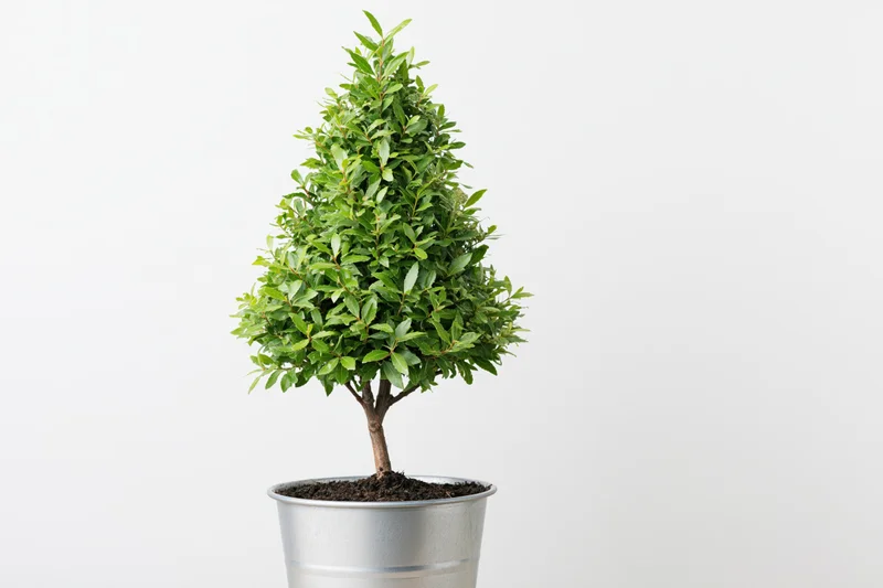 Conical topiary shrub in a silver metal bucket against white background