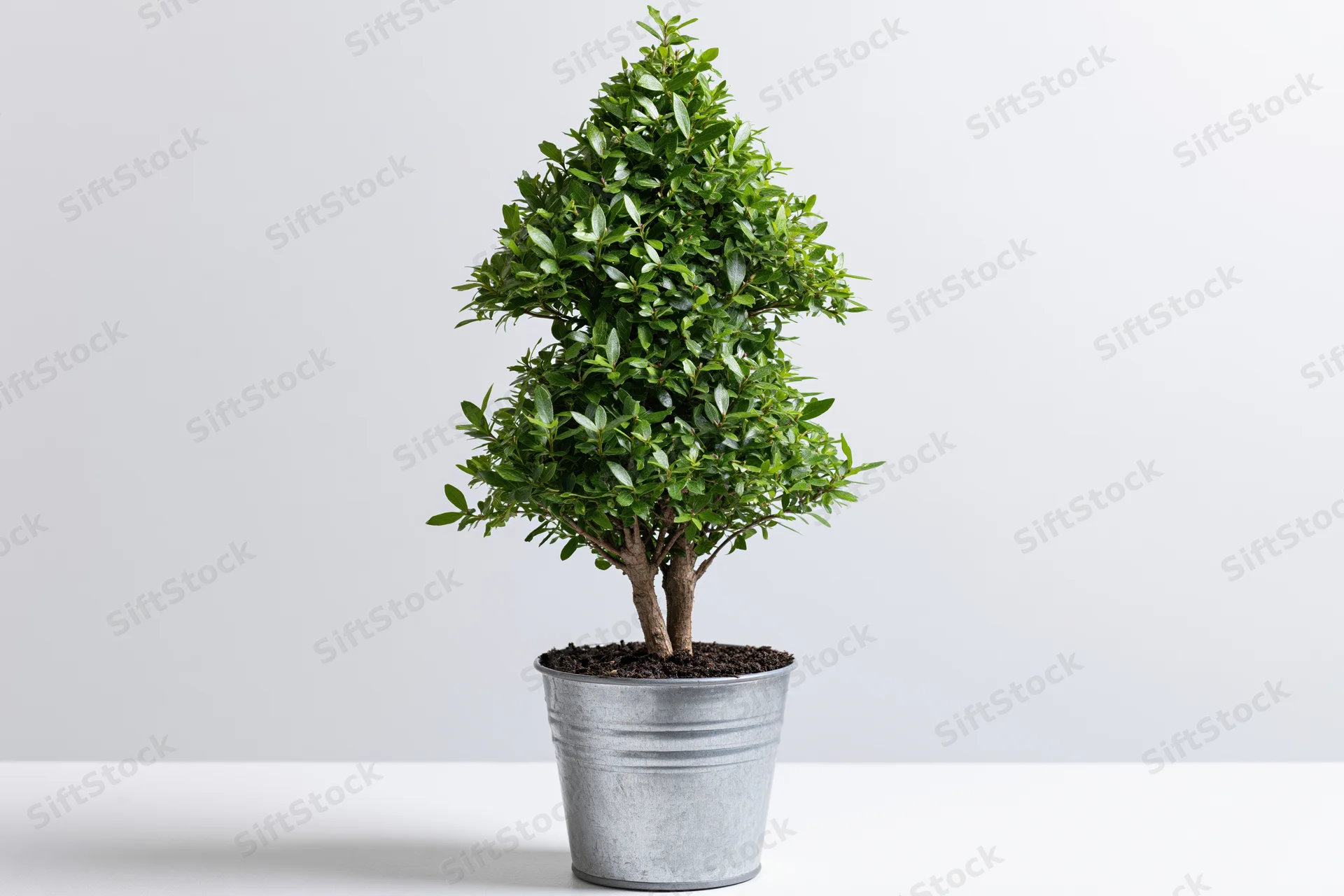 Conical topiary shrub in a galvanized metal bucket on a white surface