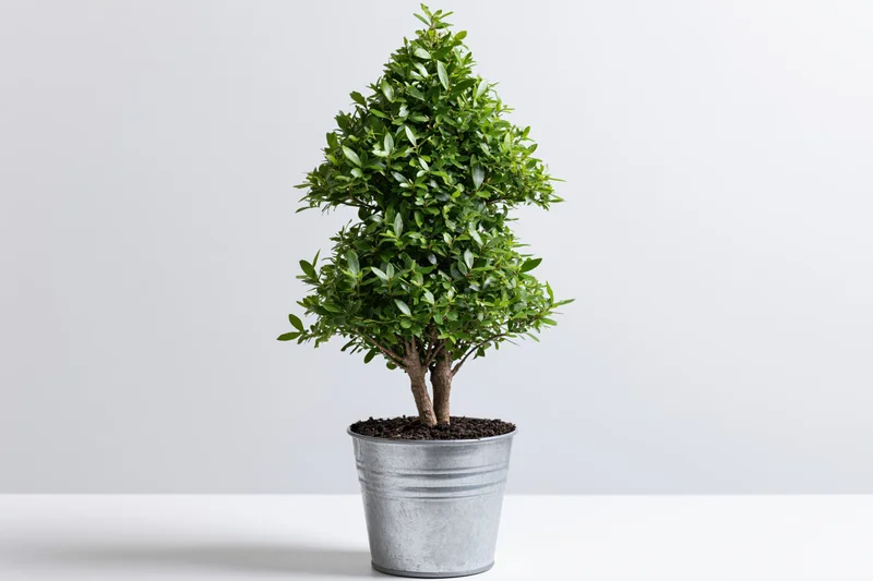 Conical topiary shrub in a galvanized metal bucket on a white surface