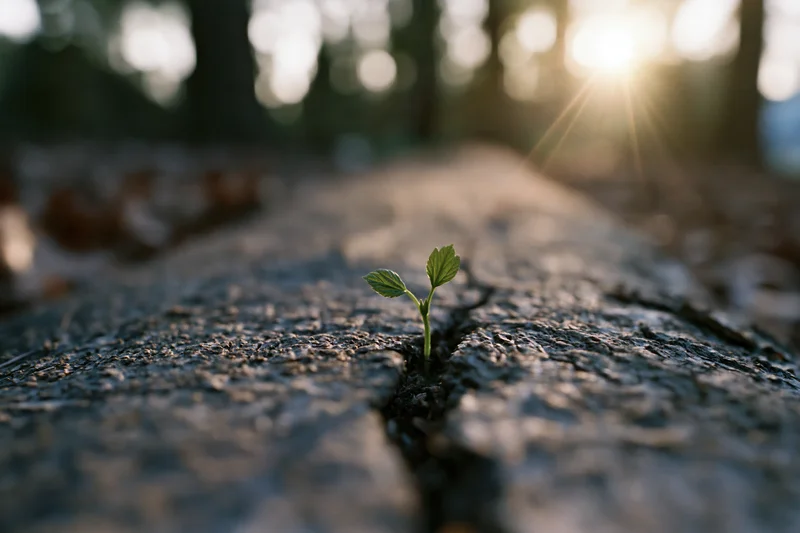 Tiny green seedling sprouting from a crack in dark rock in a forest at sunrise