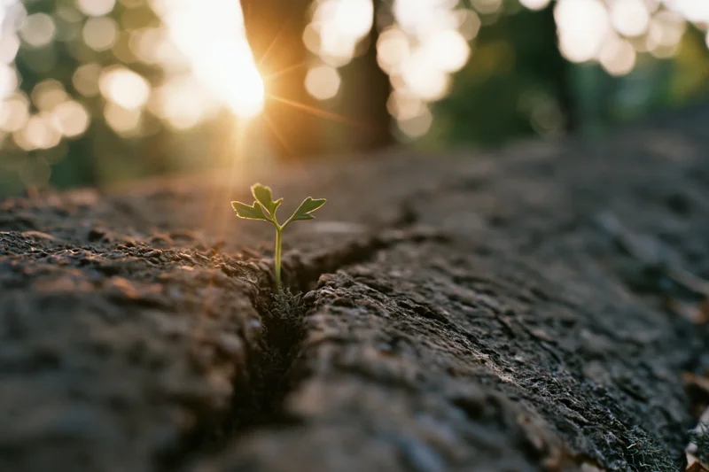Tiny green seedling sprouting from a crack in dark soil with sunlight shining through trees in the background
