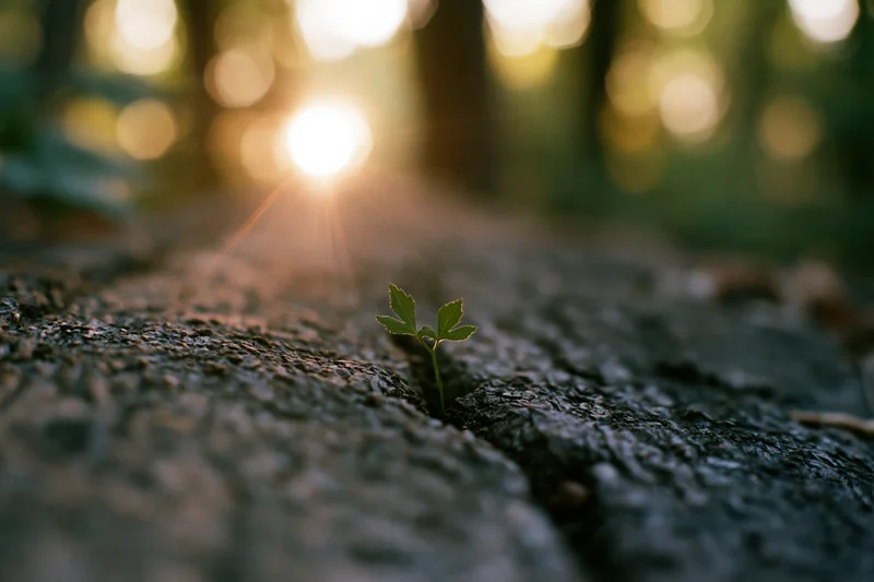 Tiny green seedling sprouting from a crack in a rock in a sunlit forest