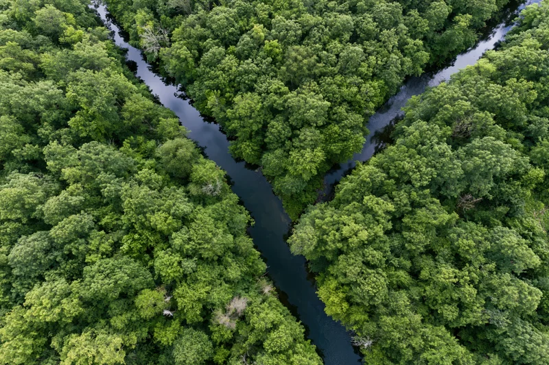 Aerial top-down view of a winding river splitting into two branches through dense green forest