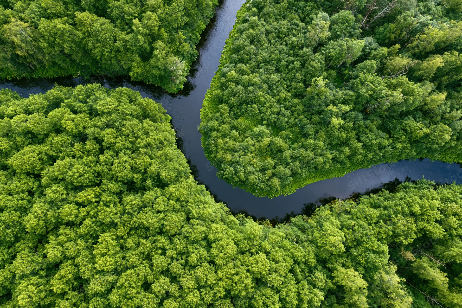 Aerial top-down view of a winding river cutting through a dense green forest canopy