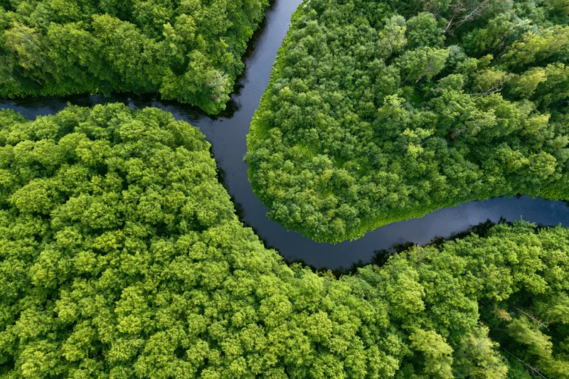 Aerial top-down view of a winding river cutting through a dense green forest canopy